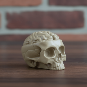 جمجمه و مغز